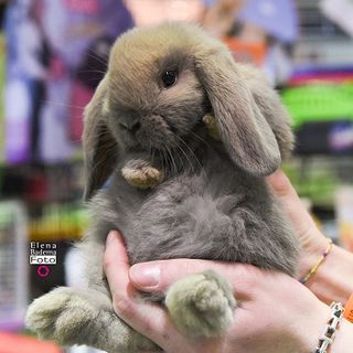 Petsfestival 2019: un’edizione di successo, ma si pensa già all’ottava edizione