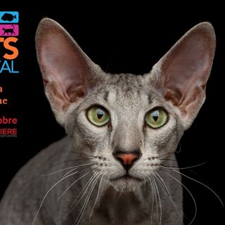 Petsfestival: per l’edizione 2020 sceglie Cremona Fiere