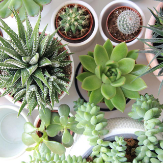 Piante per casette in legno: tante idee per il tuo giardino
