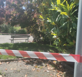 Invasioni di api nella piazza del Tribunale di Vercelli