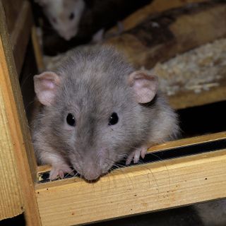 Servizio di derattizzazione aree verdi 