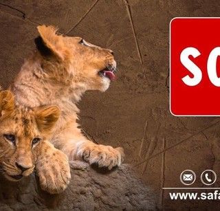 Coronavirus, gli animali del Safari Park Lago Maggiore rischiano di morire di fame: «Chi può, doni cibo»