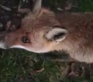 Volpe addomesticata nel Parco del Ticino. L’appello: “Non date da mangiare agli animali selvatici!”