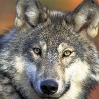 Il Parco Ticino partecipa al primo monitoraggio italiano sulla presenza del lupo