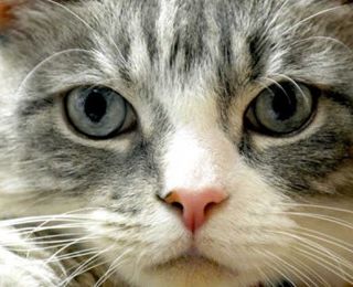 Corbetta, una brutta notizia: chiude i battenti l’Oasi Felina di Cerello