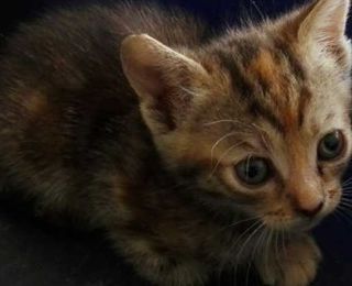 Colonia Felina, il sindaco di Corbetta chiarisce e precisa