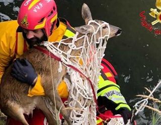 Abbiategrasso: capriolo finisce nel canale scolmatore, recuperato dai Vigili del Fuoco (VIDEO)