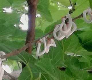 Popillia Japonica, Rolfi: via libera all’utilizzo della Chlorantraniliprole per contrastare gli insetti dannosi