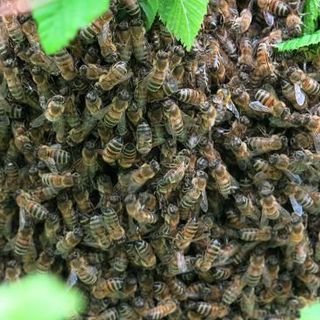 Robecco: attaccati da uno sciame di vespe nei boschi, localizzati dall’elisoccorso