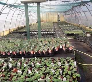 VIA LIBERA DAL GOVERNO. «La vendita di semi, piante, fiori ornamentali e in vaso e fertilizzanti è consentita»