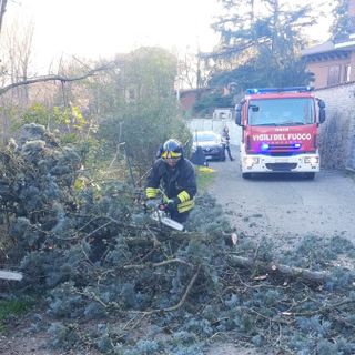 Alberi pericolanti a causa del forte vento, intervengono i vigili del fuoco