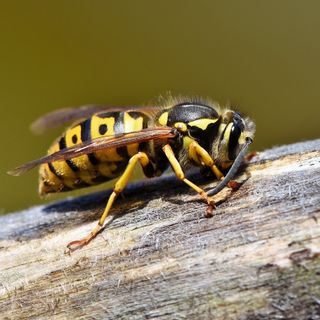 Disinfestazione vespe