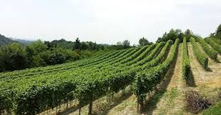 Vinitaly: Coldiretti, da vigna lavoro per 1,3 milioni di persone