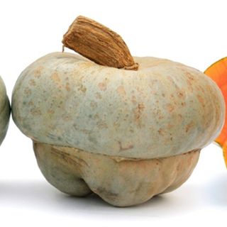 Dorno, parte ufficialmente la 16esima sagra della zucca Bertagnina