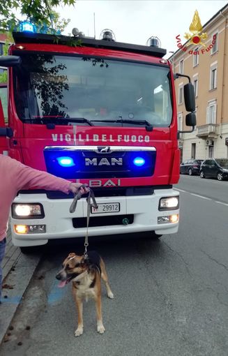 Pavia: i Vigili del fuoco recuperano un cane scivolato all'interno dell'ex area Enel Pavia: i Vigili del fuoco recuperano un cane scivolato all'interno dell'ex area Enel