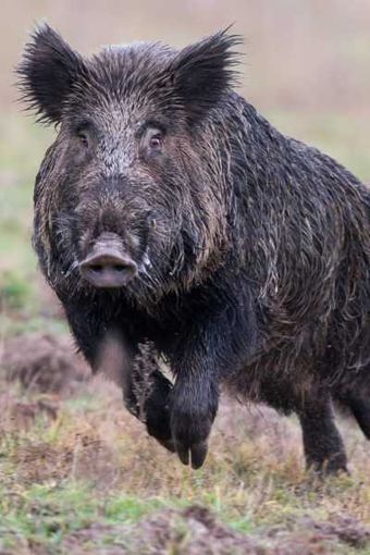 Casteggio: un cinghiale attraversa la strada all’improvviso e causa un incidente. In tre rimangono feriti