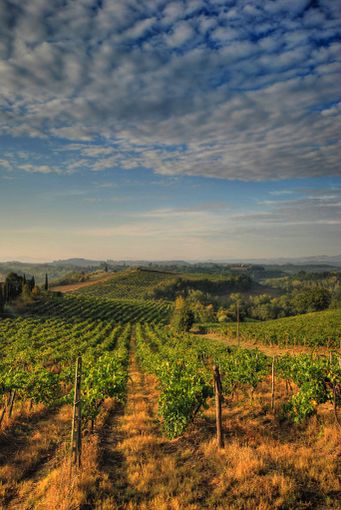 Trapiantati e loro medici vendemmiano in Oltrepò Pavese Trapiantati e loro medici vendemmiano in Oltrepò Pavese