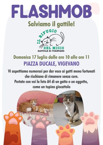 Vigevano: domenica 17 luglio Flash Mob in piazza Ducale per il Rifugio del Micio