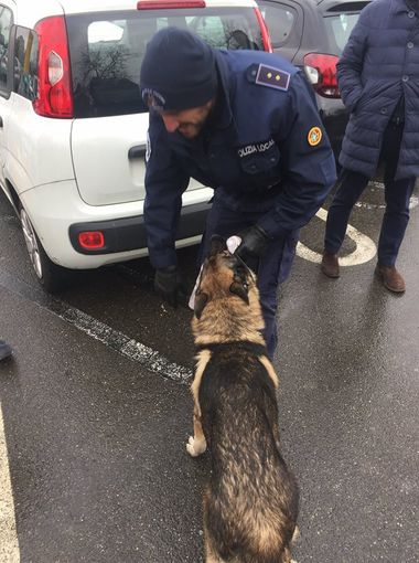 L'unità cinofila della polizia locale di Vigevano nuovamente protagonista a Voghera