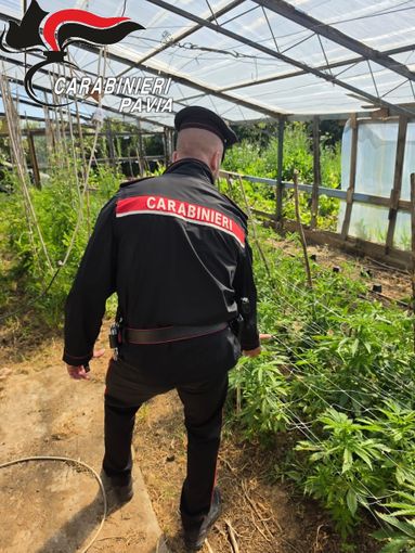 Maxi operazione antidroga dei Carabinieri di Belgioioso. Due arresti, 17 indagati ed un’ingente quantità di sostanza stupefacente sequestrata