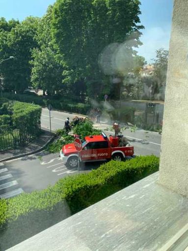 Magenta: tragedia sfiorata in via Brocca, si stacca un grosso ramo e piomba sulla strada Magenta: tragedia sfiorata in via Brocca, si stacca un grosso ramo e piomba sulla strada