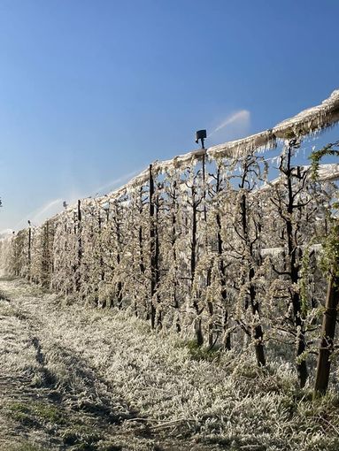 Meteo, Coldiretti: gelo brucia frutta, è calamità Meteo, Coldiretti: gelo brucia frutta, è calamità