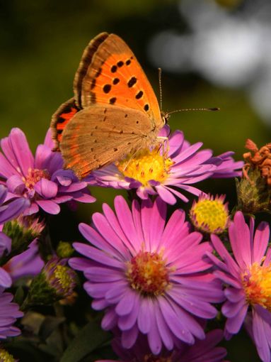 “Città amiche dei fiori e delle api”, con la rete degli orti botanici della Lombardia