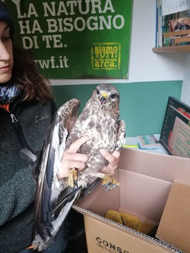 Città Metropolitana: ritrovata e salvata una poiana a Gaggiano Città Metropolitana: ritrovata e salvata una poiana a Gaggiano