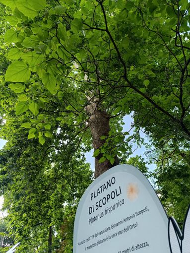 Sabato 24 maggio all’Orto botanico di Pavia  “Biodiversità da scoprire, conoscere, diffondere”