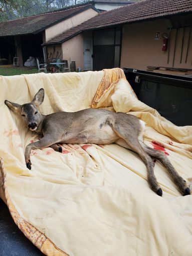 Pogliano Milanese, Cc e Nucleo Venatorio di Città Metropolitana soccorrono capriolo ferito lungo la Sp 229 Pogliano Milanese, Cc e Nucleo Venatorio di Città Metropolitana soccorrono capriolo ferito lungo la Sp 229