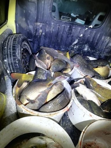 Pesca illegale: due denunciati dalla Polizia locale di Trecate e dalle Guardie giurate volontarie ittiche Fipsas Pesca illegale: due denunciati dalla Polizia locale di Trecate e dalle Guardie giurate volontarie ittiche Fipsas