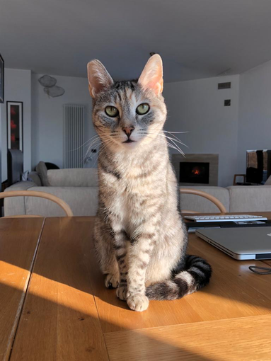 Lettere al Direttore: Petizione contro la chiusura del Rifugio del Micio Lettere al Direttore: Petizione contro la chiusura del Rifugio del Micio