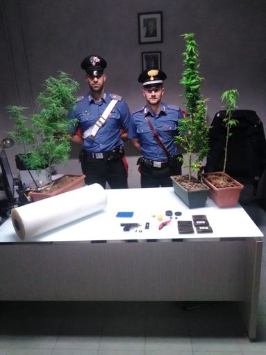 Sannazzaro de' Burgondi: arrestata coppia di spacciatori con oltre mezzo chilo di hashish, piante di marjuana e una pistola Sannazzaro de' Burgondi: arrestata coppia di spacciatori con oltre mezzo chilo di hashish, piante di marjuana e una pistola