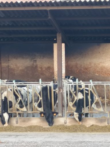 Agricoltori Italiani Centro Lombardia: "Prezzo latte, potere all'industria grazie a Coldiretti" Agricoltori Italiani Centro Lombardia: "Prezzo latte, potere all'industria grazie a Coldiretti"