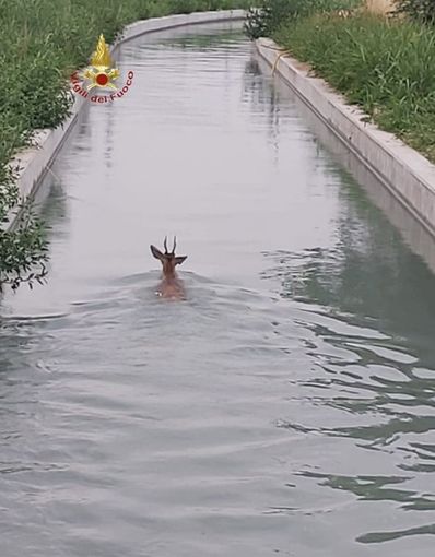 Salvataggio di un capriolo dal canale Depretis Salvataggio di un capriolo dal canale Depretis