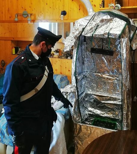 Pavia: germogli di marijuana tra le mura domestiche, denunciati madre e figlio