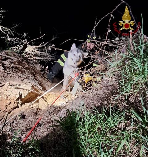 Torre d'Isola: cane scivola e rimane bloccato sulla sponda del Ticino, i Vigili del fuoco lo mettono in salvo
