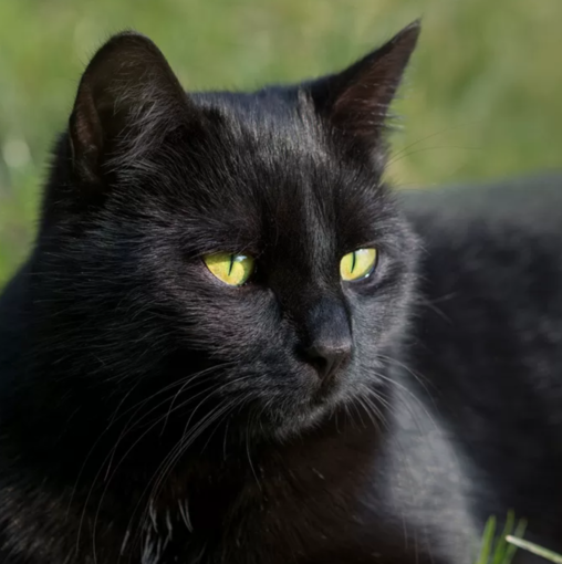 "Ma davvero credete che i gatti neri portino iella?" "Ma davvero credete che i gatti neri portino iella?"