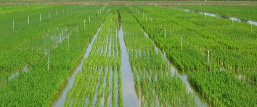 Riso, crolla la produzione in Lombardia: meno 200 milioni di chili