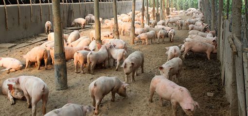 Peste suina, in Lombardia 53% maiali italiani. Coldiretti: «Bene ordinanza salva stalle» Peste suina, in Lombardia 53% maiali italiani. Coldiretti: «Bene ordinanza salva stalle»