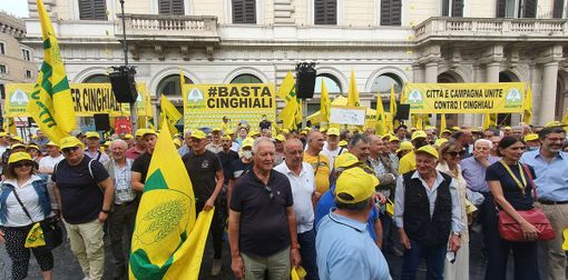 Peste suina, a rischio 4 salumi di qualità su 5. Coldiretti: abbattere cinghiali, veicolo malattia
