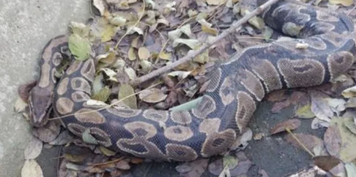 Alto Milanese: dal canale spunta un pitone di un metro e mezzo