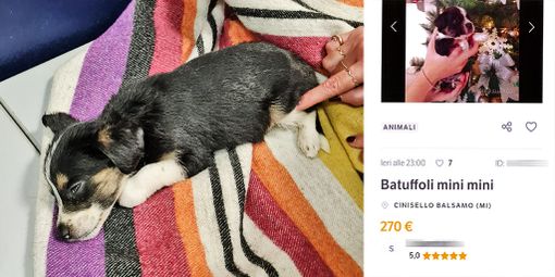 Cucciolo ceduto illegalmente sul web: recuperato dalle guardie dell’Oipa di Milano-Monza, multa da 1000 euro ai venditori Cucciolo ceduto illegalmente sul web: recuperato dalle guardie dell’Oipa di Milano-Monza, multa da 1000 euro ai venditori