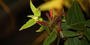 Smog: Coldiretti, ecco le “superpiante” mangia polveri