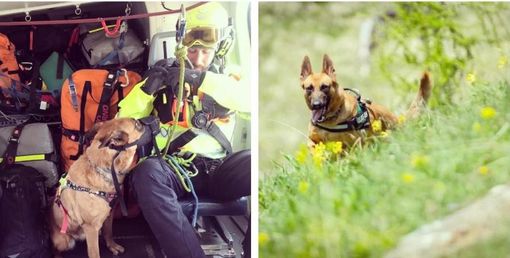 Così il Soccorso alpino del Piemonte ricorda Sushi Così il Soccorso alpino del Piemonte ricorda Sushi