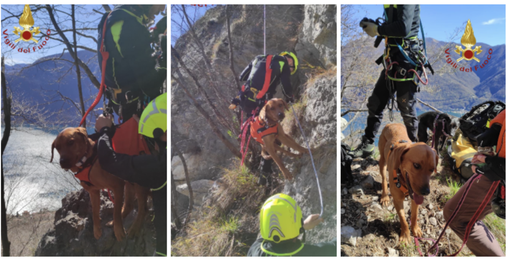 Due cani bloccati sul costone della montagna. Li salva l'elicottero dei vigili del fuoco di Malpensa Due cani bloccati sul costone della montagna. Li salva l'elicottero dei vigili del fuoco di Malpensa