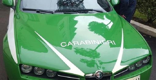Carabinieri Forestali scovano una discarica abusiva, al suo interno detenute 6 tartarughe. Denunciato un novarese