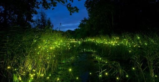Alla scoperta delle lucciole, tra Morimondo e la valle del Ticino: venerdì e sabato