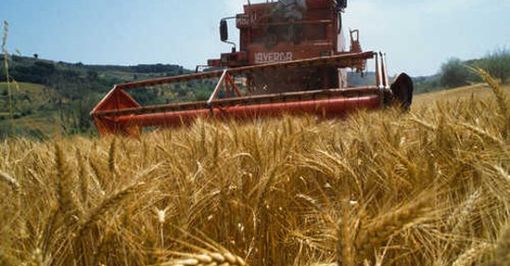 Agricoltura: 3 milioni per avvio o ricambio generazionale di 117 aziende a gestione under 40 Agricoltura: 3 milioni per avvio o ricambio generazionale di 117 aziende a gestione under 40
