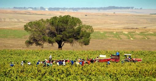 Lavoratori pagati 3 euro l'ora, arrestato titolare vivaio a Inveruno per caporalato Lavoratori pagati 3 euro l'ora, arrestato titolare vivaio a Inveruno per caporalato